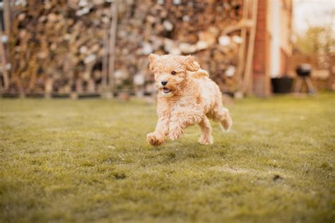 cockapoo nederland.